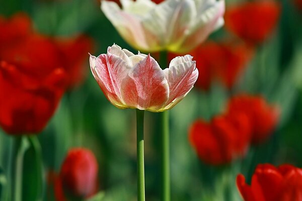 Die Farben der Natur in den zartesten Tulpen