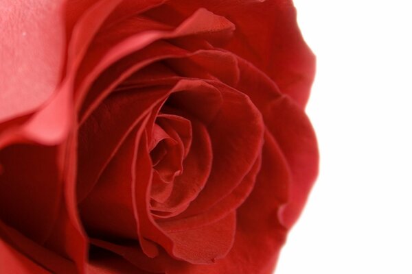 Red rose petals, macro image