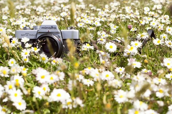 Die Kamera liegt in Gänseblümchen schönes Foto