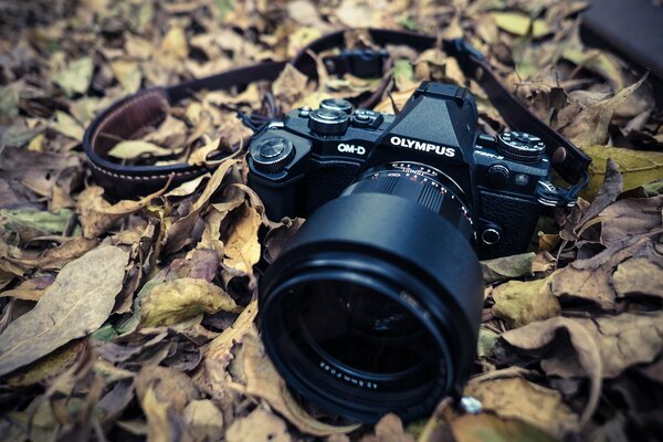 The camera is covered with dry, autumn leaves