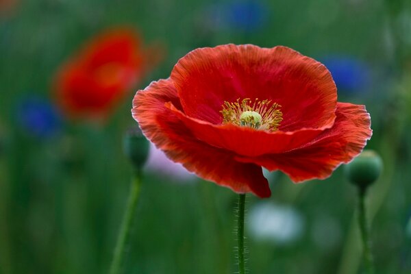 Feldmohn auf Feldhintergrund Makroaufnahmen