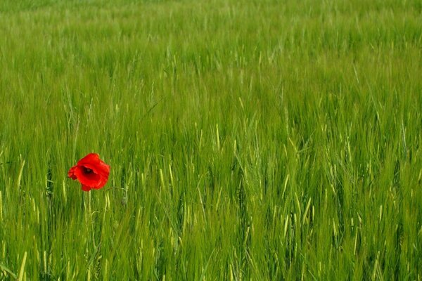 Flor roja solitaria en el campo