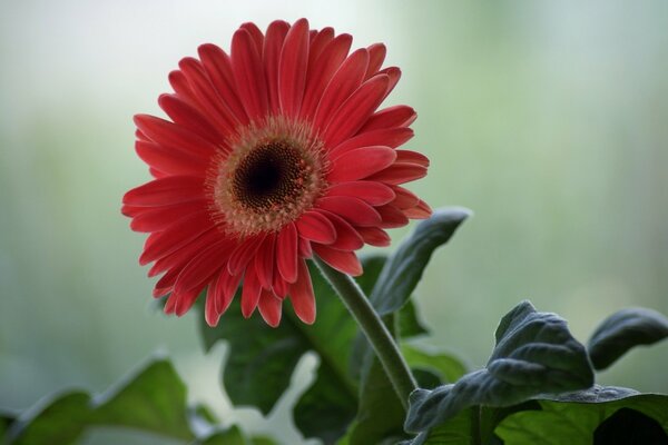 Maroon gerbera with a light middle