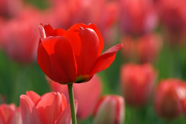 Campo de tulipanes, hermosos tulipanes, flores en el fondo de pantalla