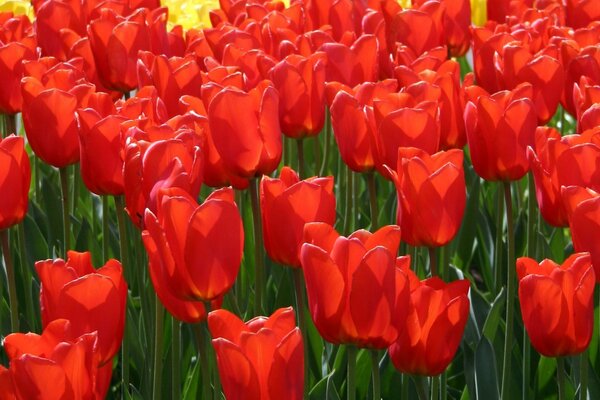 A field of field scarlet tulips