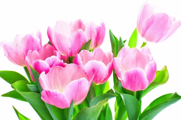 Bouquet di tulipani femminili primaverili