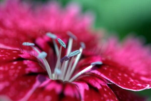 Macro photography, flowers up close, beautiful flowers