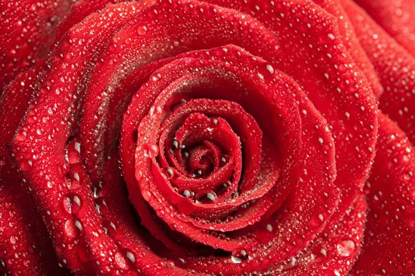 Red rose bud with water drops close-up