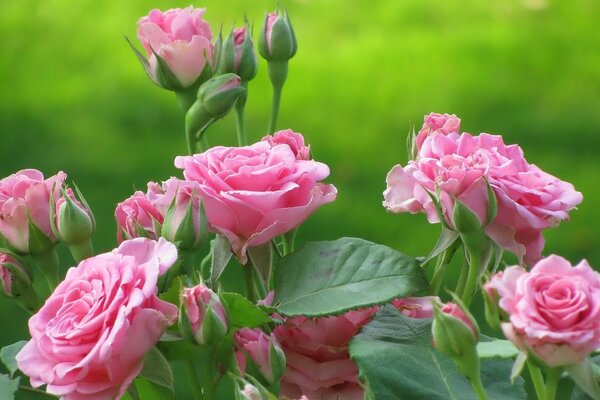 La rosa del té es una de las plantas más bellas