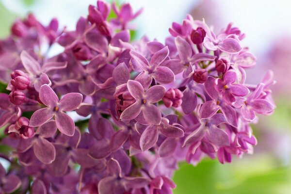 Lilac brush with blooming flowers