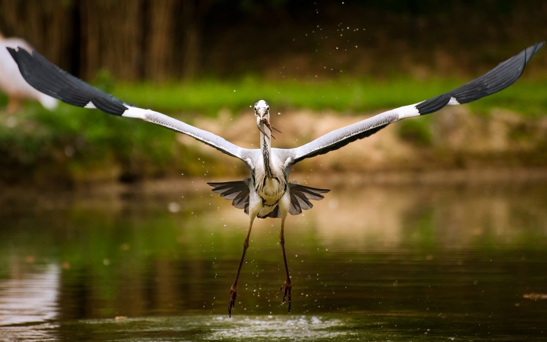 fish in the mouth wide wings moment moment wingspan takeoff stork lake birds hunting prey water shore spray drops bird