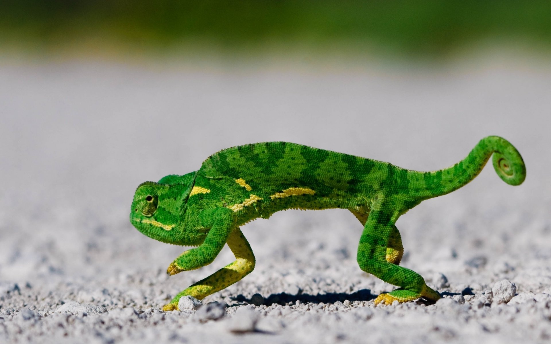 couleur verte caméléon queue tordue