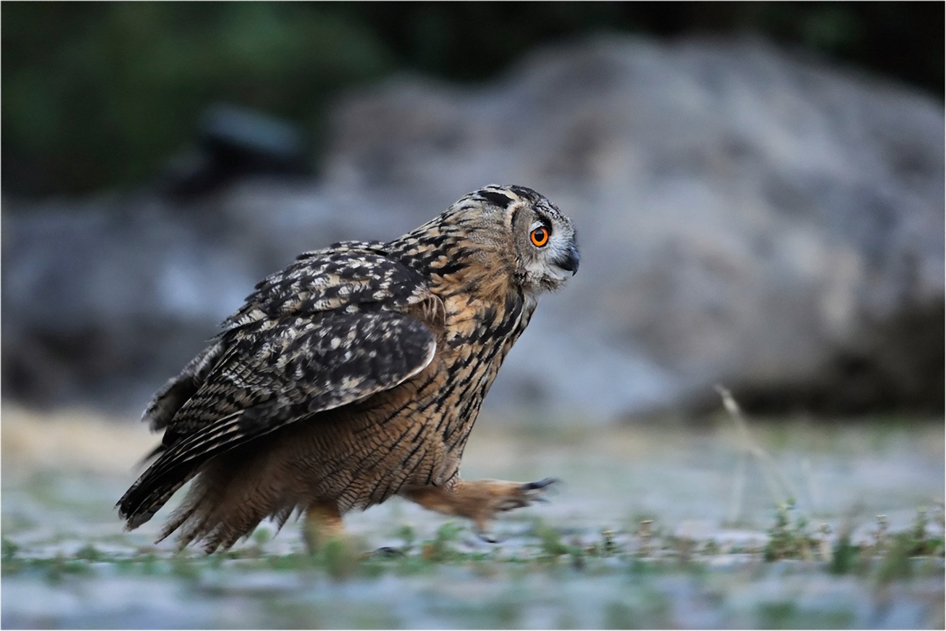 owl forest grass walk feathers birds land gait photo look feathered