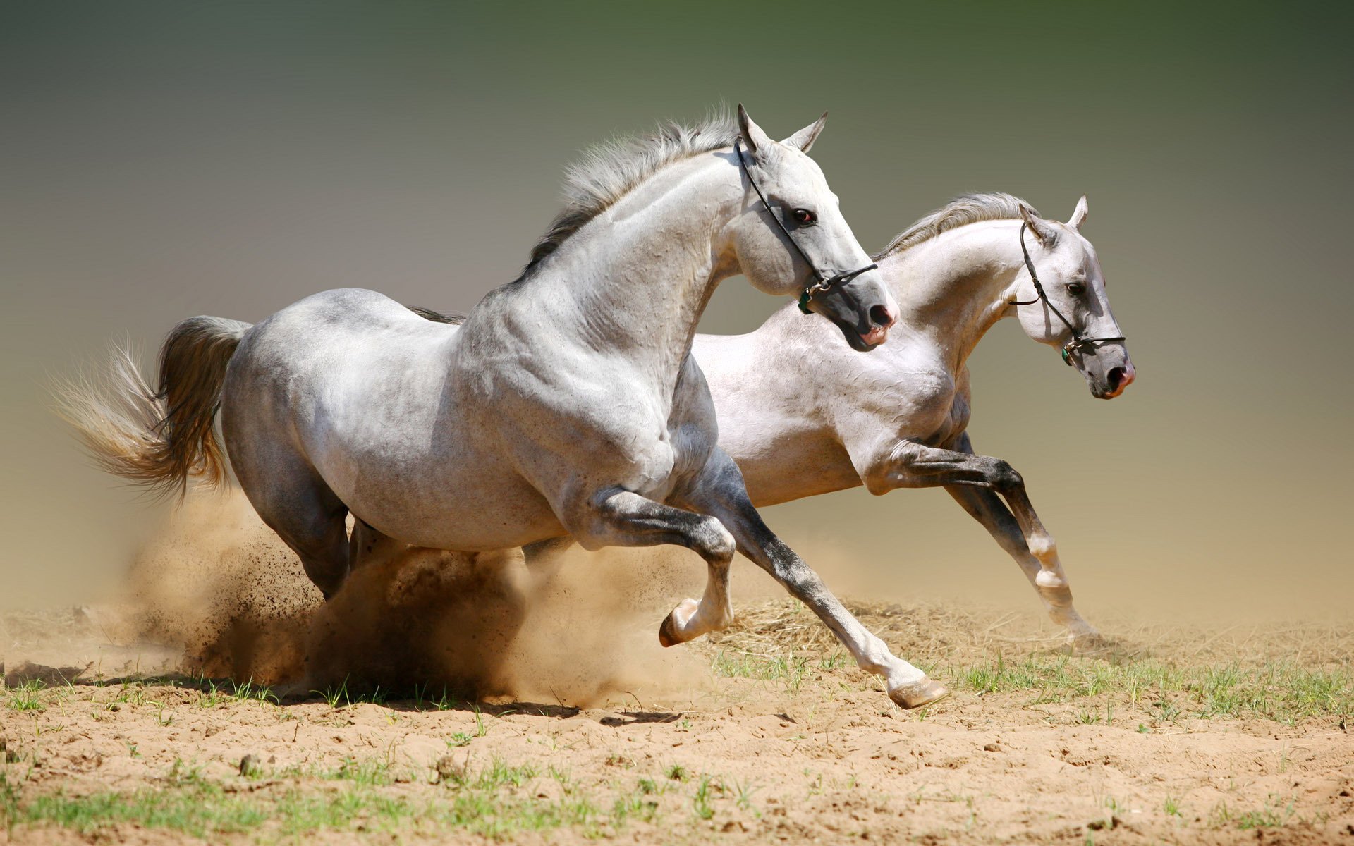 mig melenas blancas caballos blancos arena velocidad ungulados carreras de caballos fuerza tierra hierba gris claro