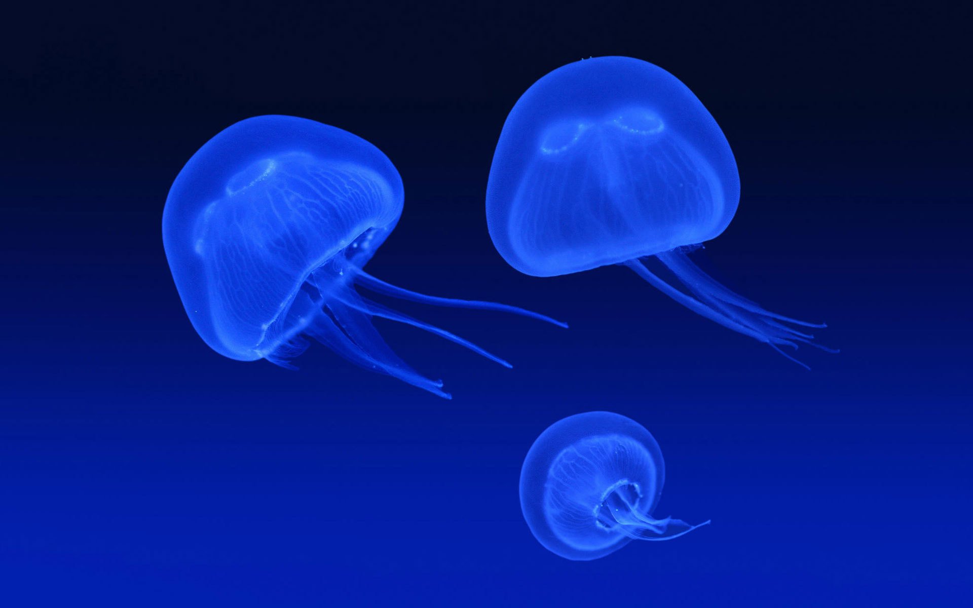 jellyfish blue blue waterfowl underwater world