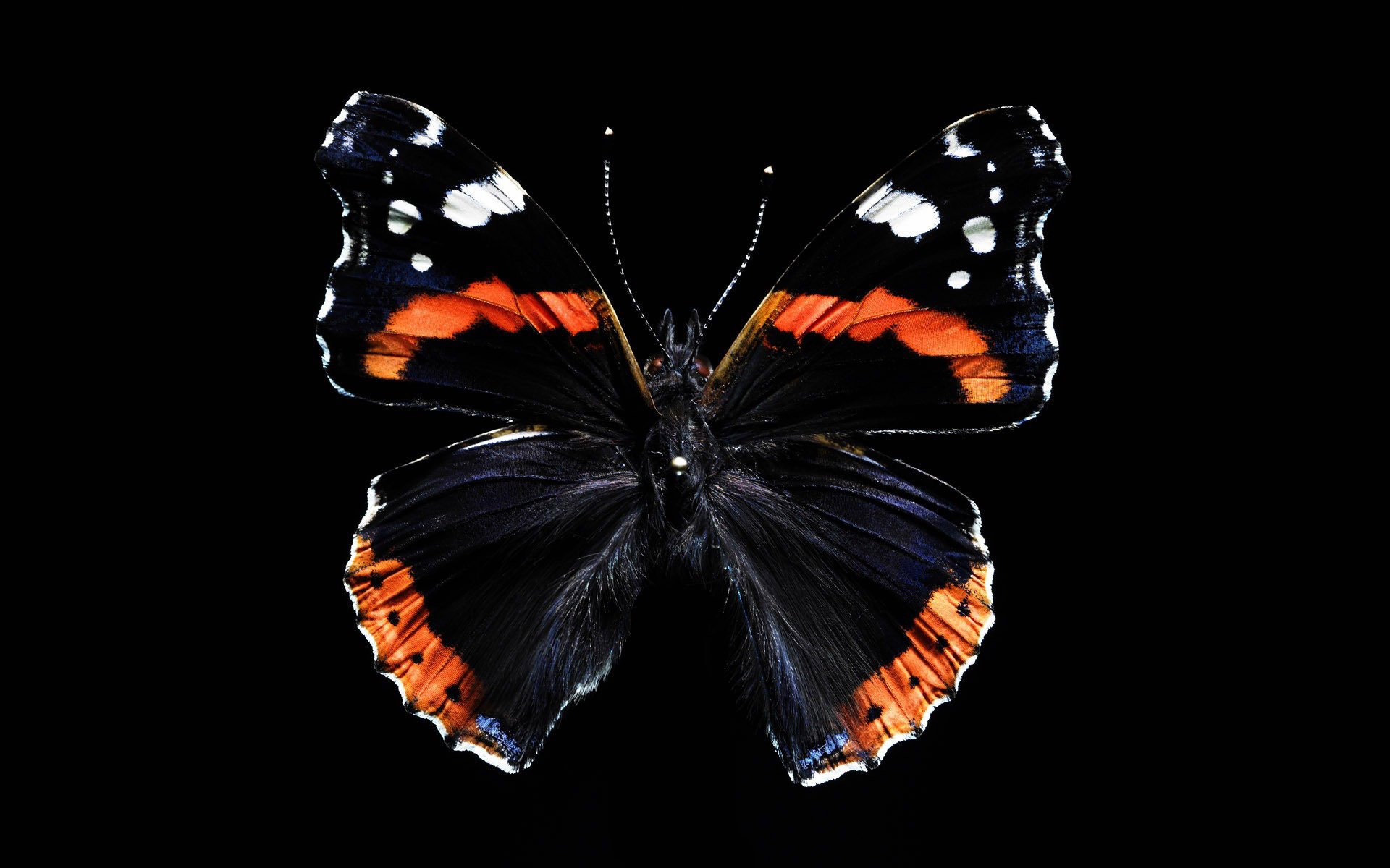 butterfly wings the dark background insect