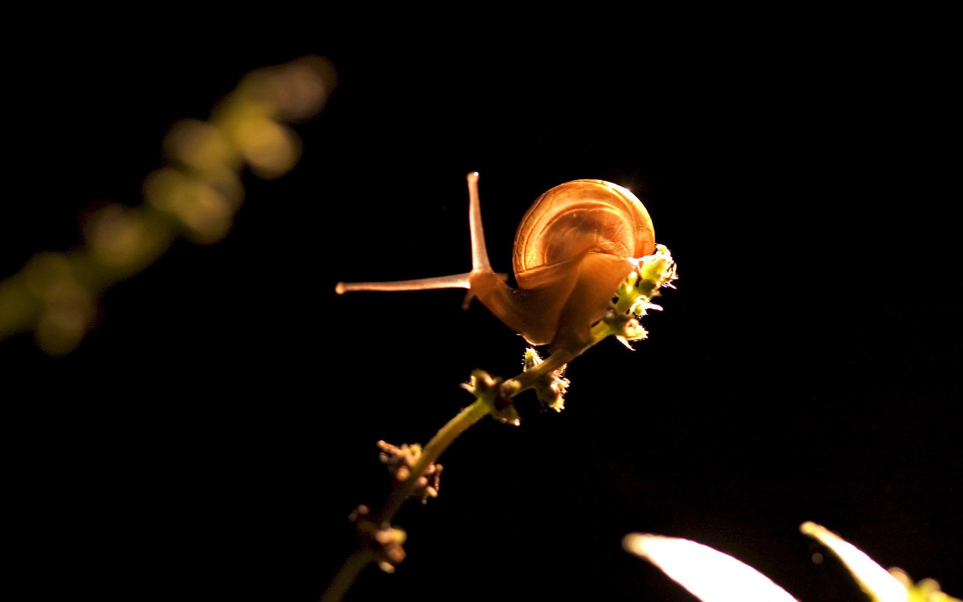 longues cornes escargot brindille fond noir