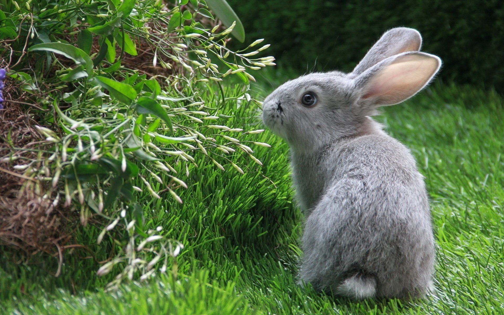 lapin oreilles herbe verte petits yeux animaux terre herbe fleurs