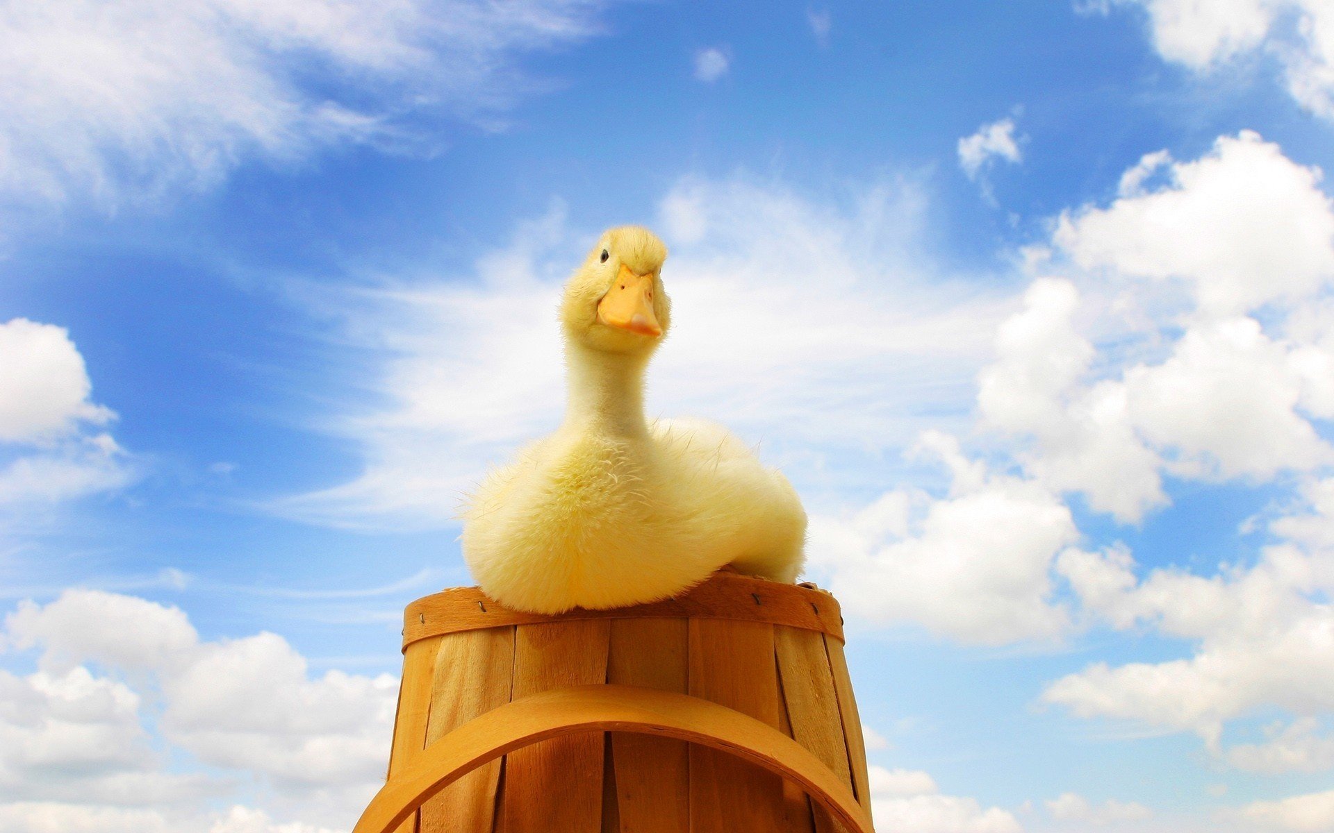 ente korb himmel gelb vögel gefiedert