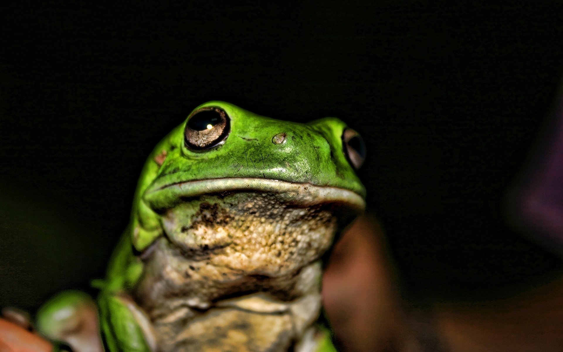 grenouille vert yeux amphibiens fond noir vue macro