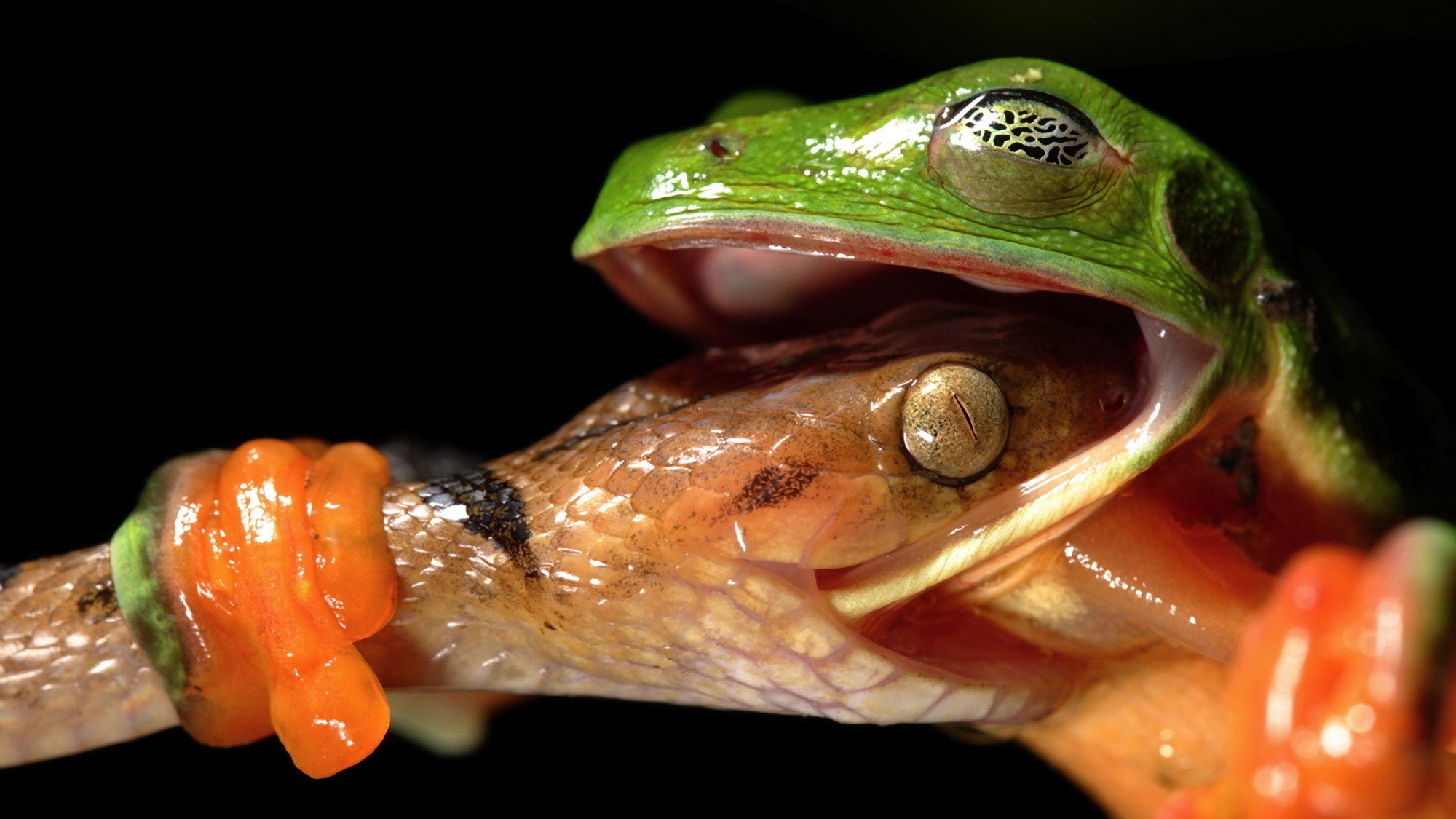 mig rana serpiente macro movimiento ojos fondo oscuro pata astucia agilidad