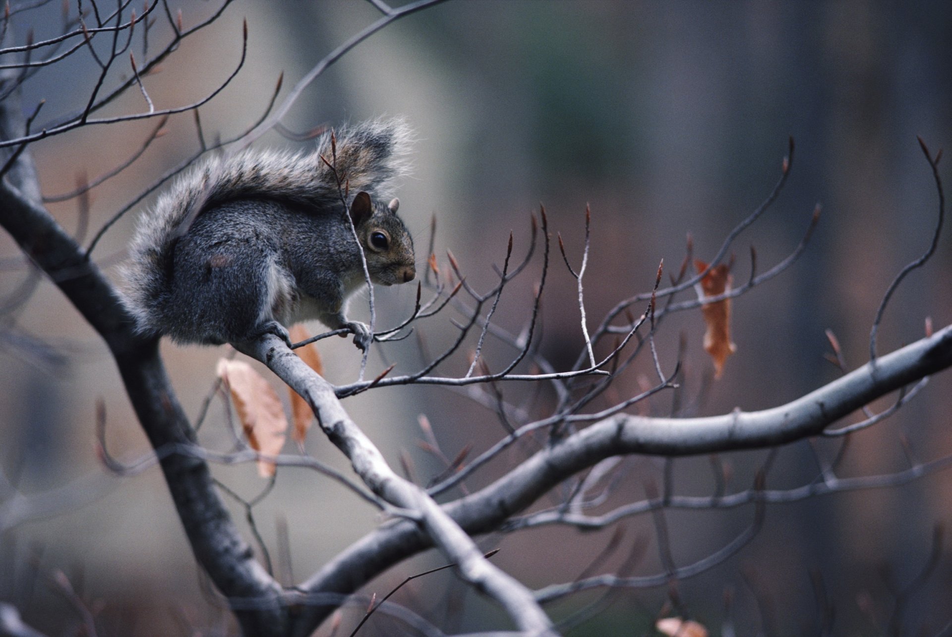 tree branches grey coat squirrel autumn