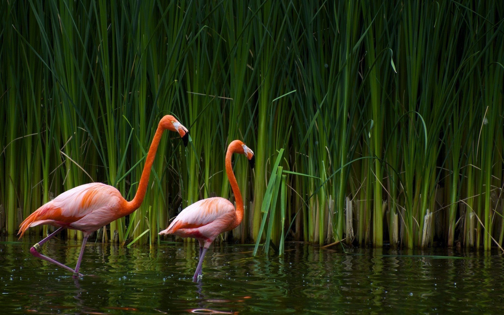 couleur rose roseau flamant rose eau oiseaux à plumes