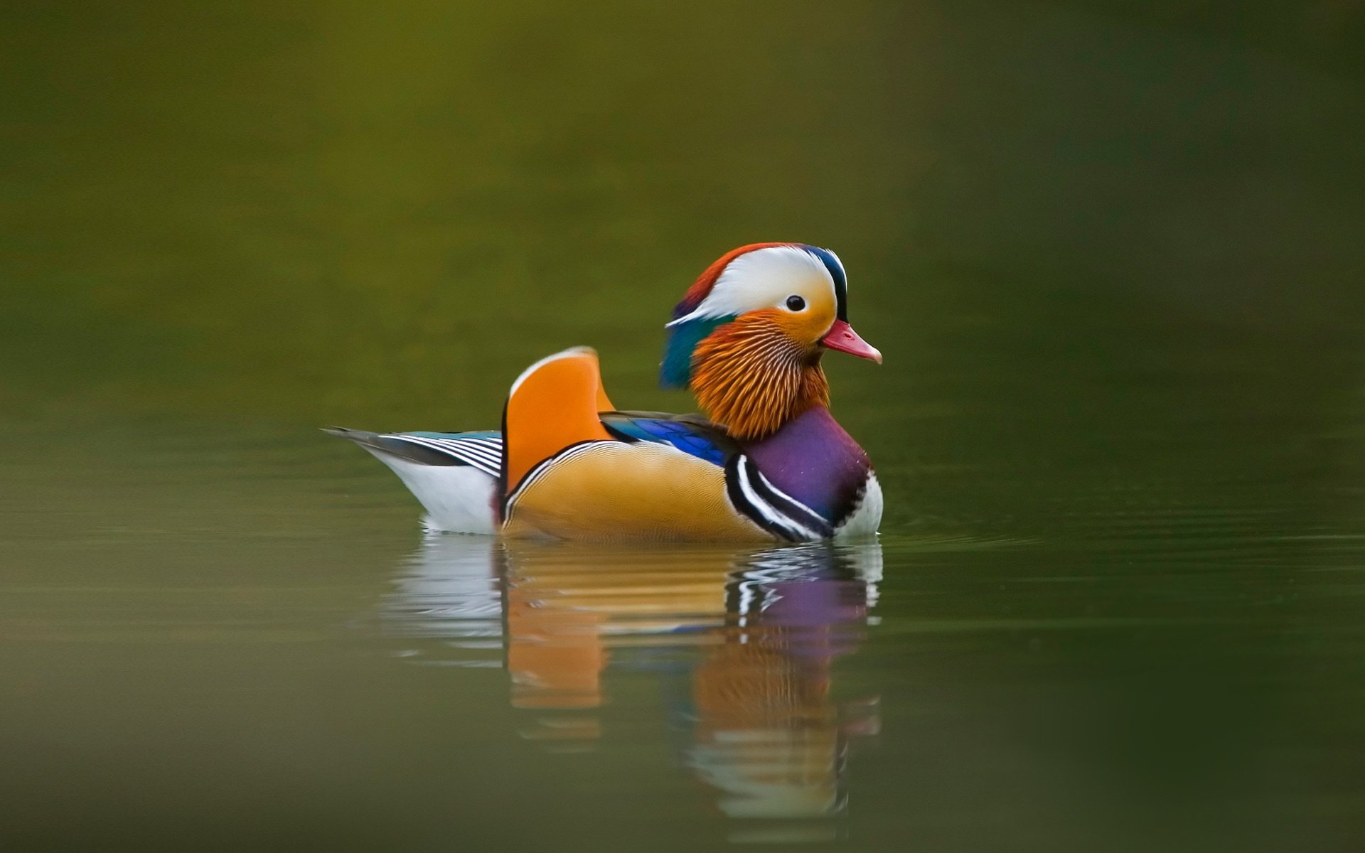 anatra colori vivaci lago animali uccello acqua tempo foto piumato anatra mandarino