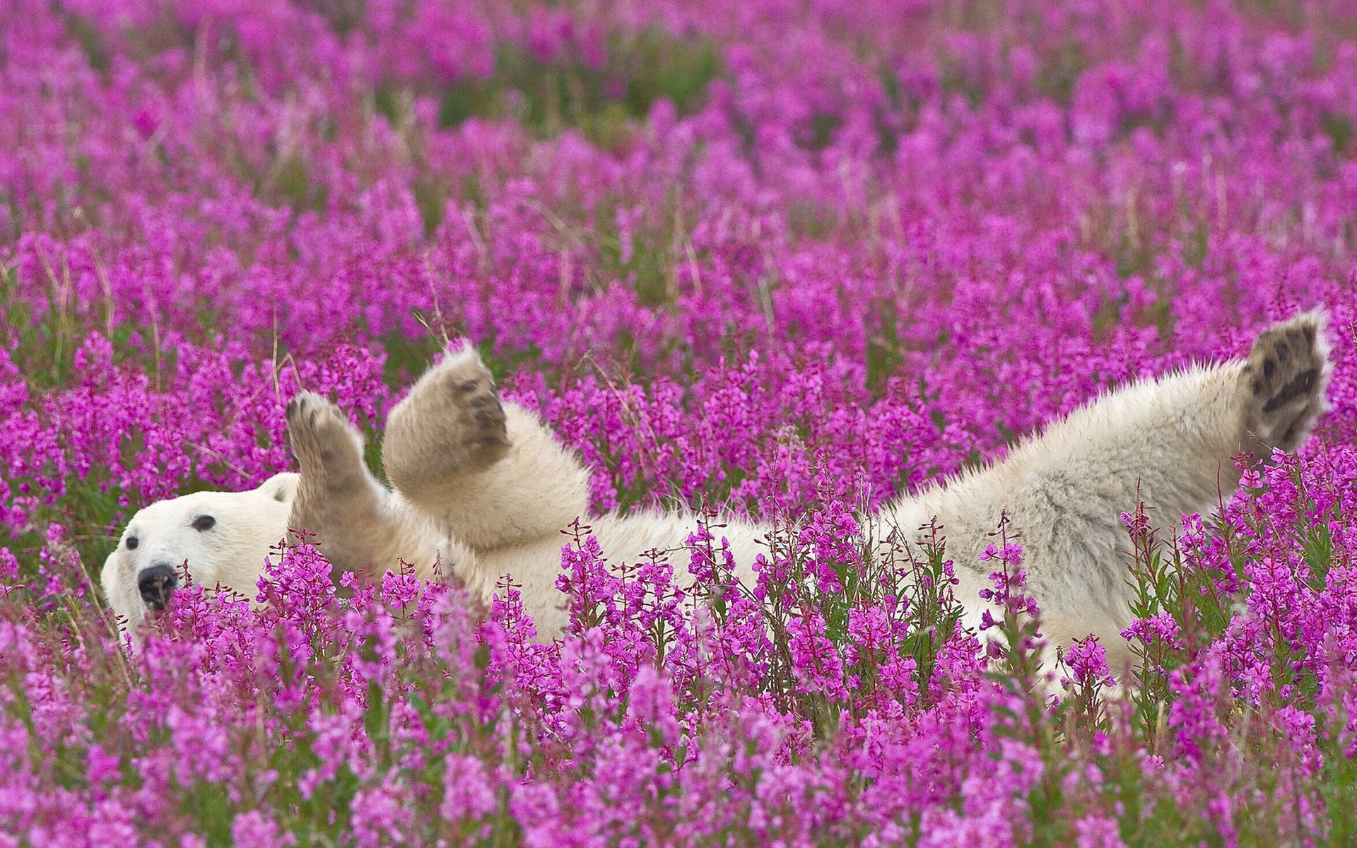 flores oso polar flores púrpuras relajación depredadores osos