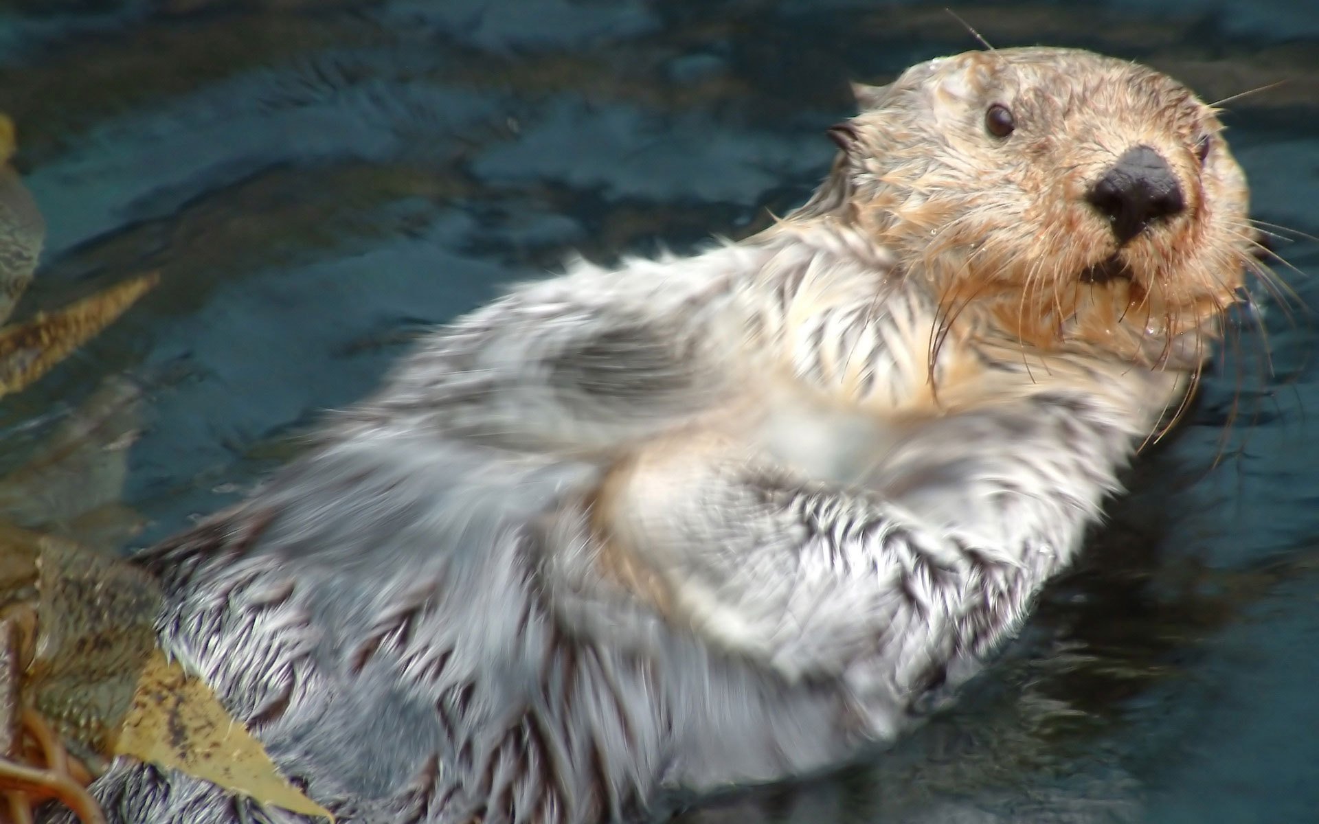 habitante de agua harek peludo mojado sorprendido mirada otoño agua kalan