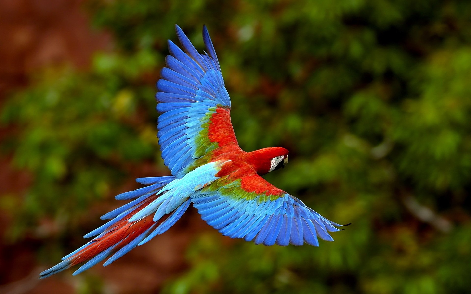 perroquet plumes bleues vol liberté oiseaux à plumes