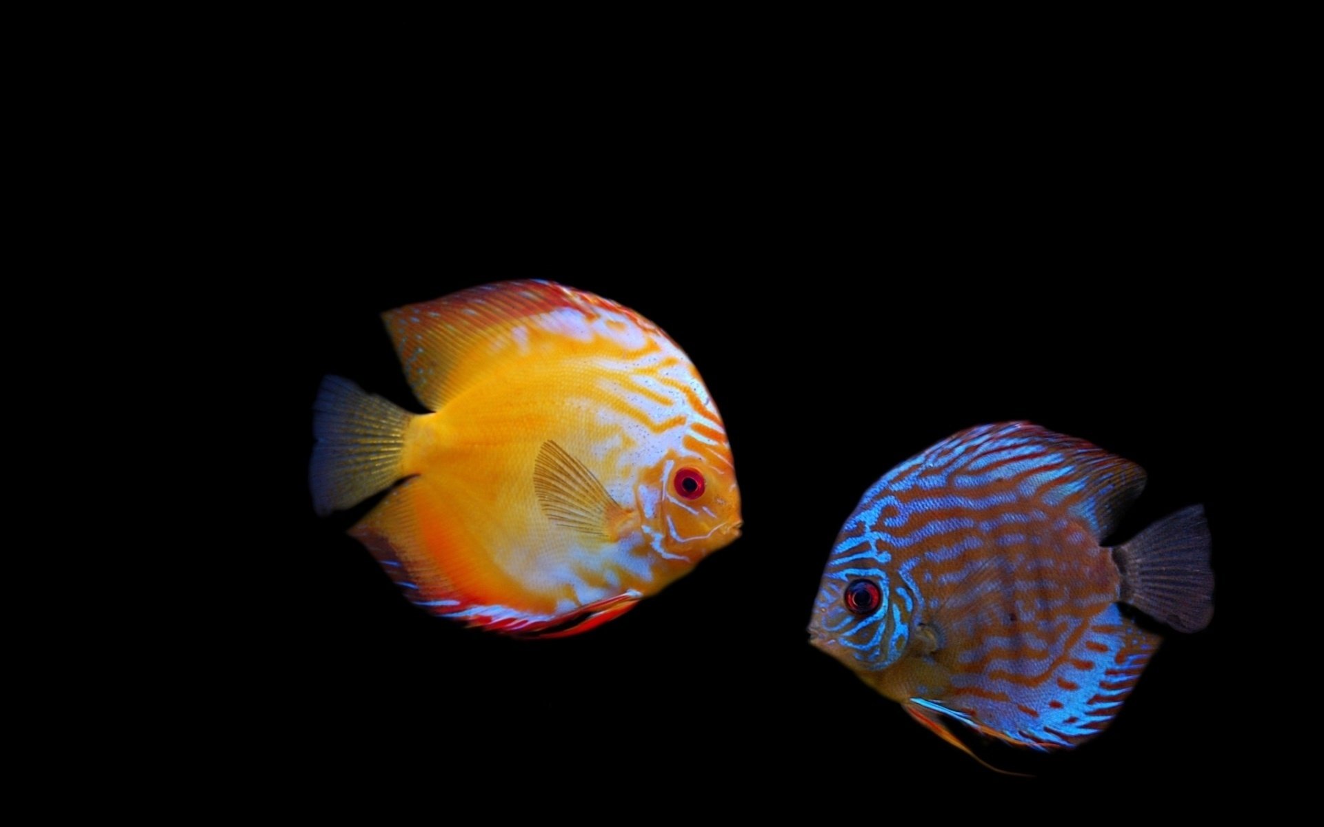 discus fish bow darkness color waterfowl underwater world