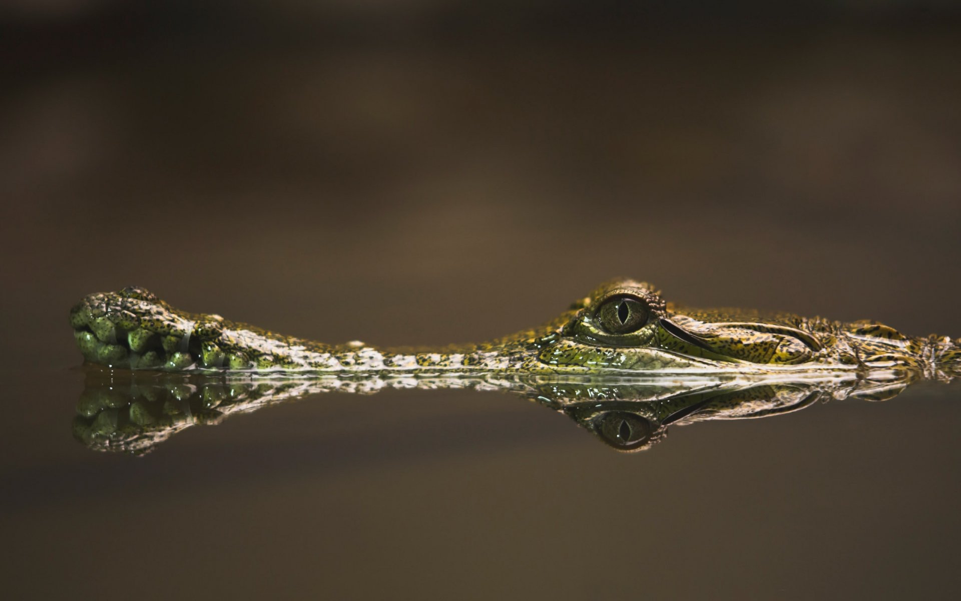 krokodil raubtier augen raubtiere amphibien blick