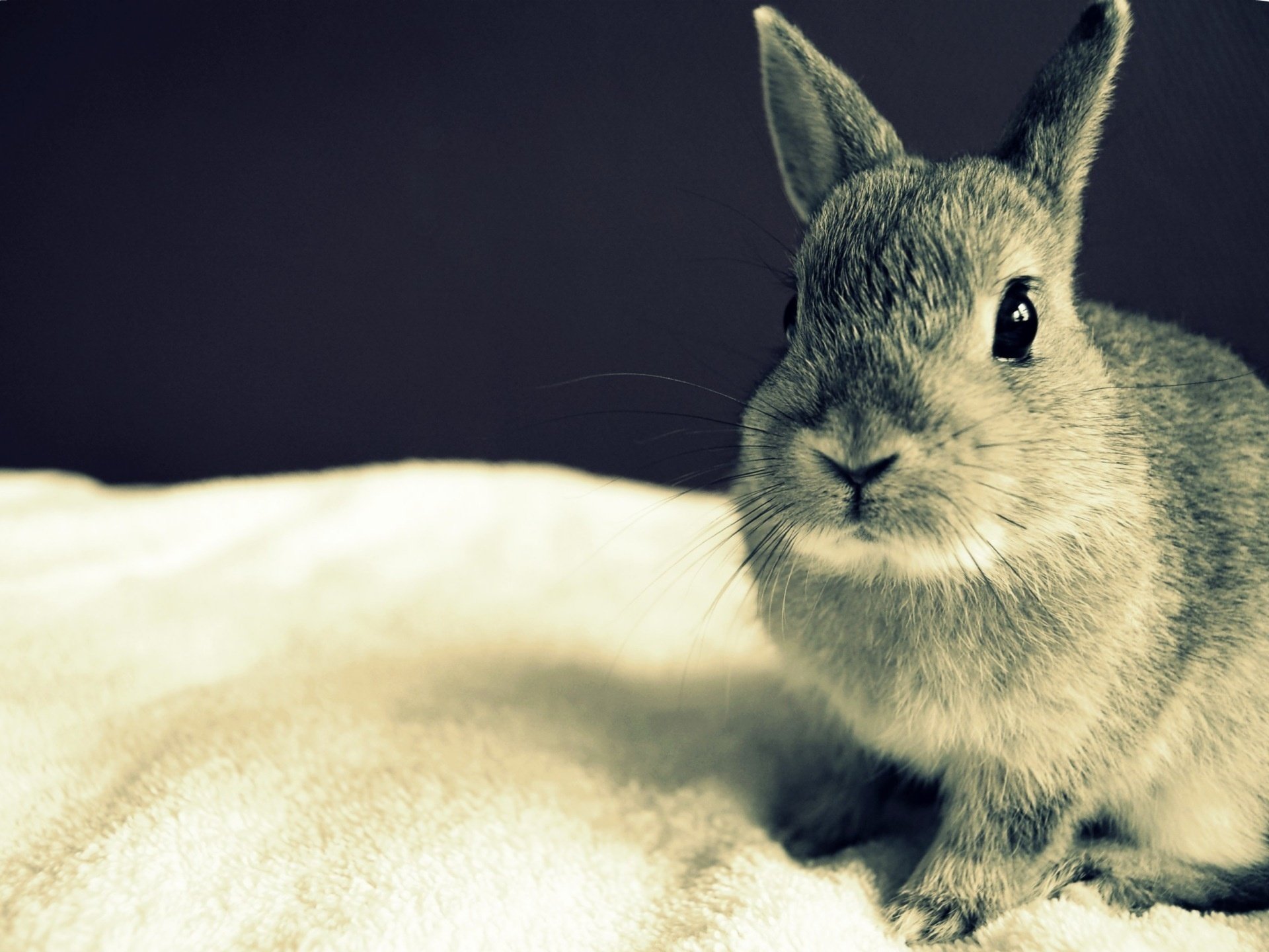 conejo abrigo de piel gris colcha ligera zarcillos ojos orejas roedor mirada