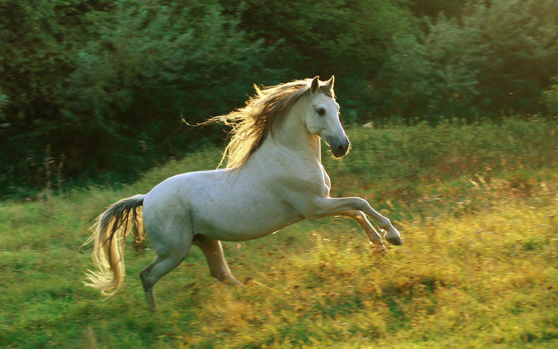 jouer dans la prairie cheval blanc lumière du soleil ongulés course vitesse clairière herbe rayons du soleil crinière cheval cheval étalon