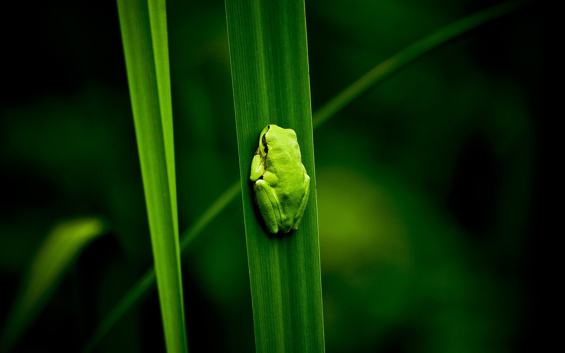 frog vertical position green weed baby amphibians petal gra