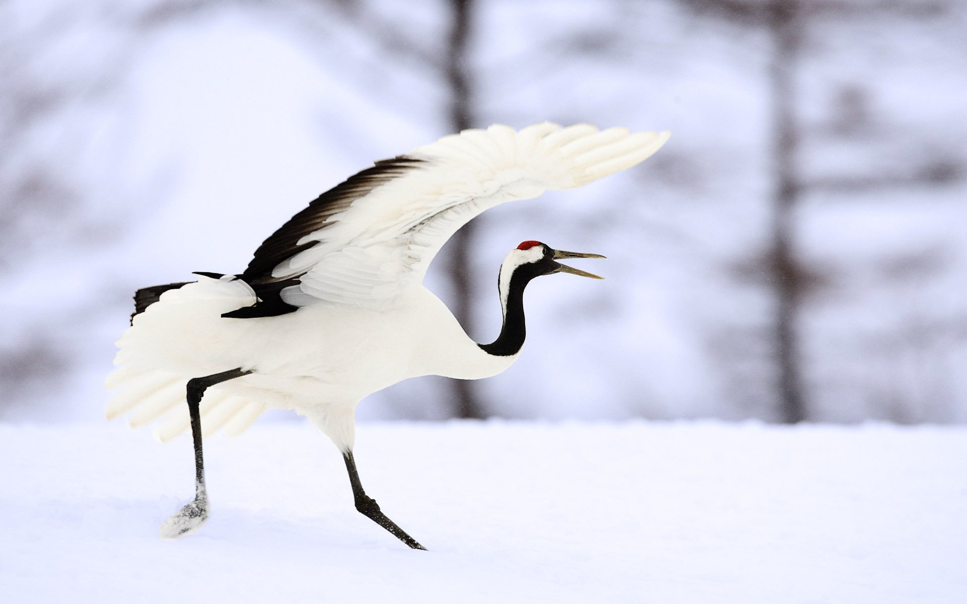 bianco e nero neve colorazione gru uccelli ali urlo inverno piumato