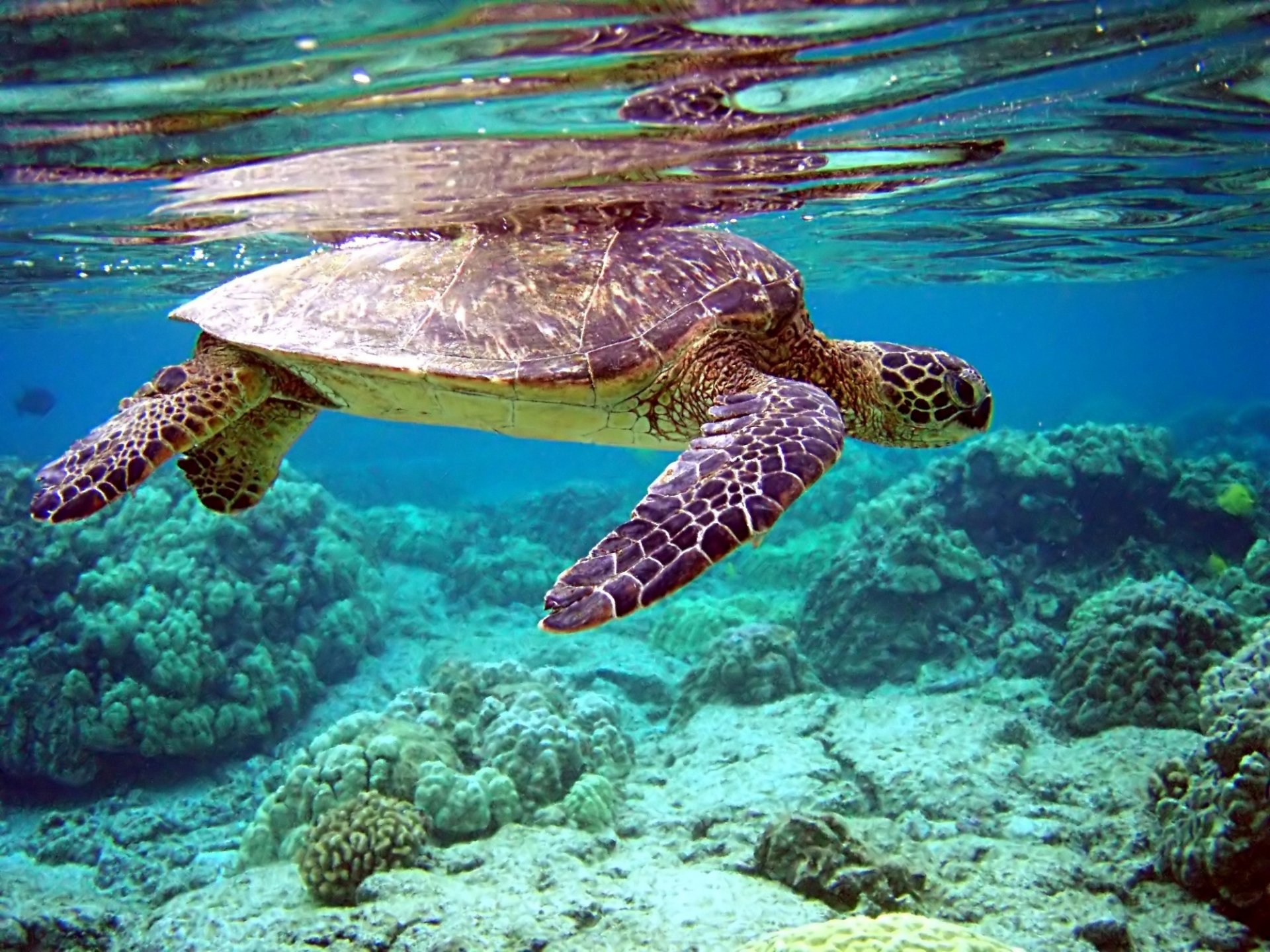 tartaruga sott acqua fondale marino anfibi mondo sottomarino