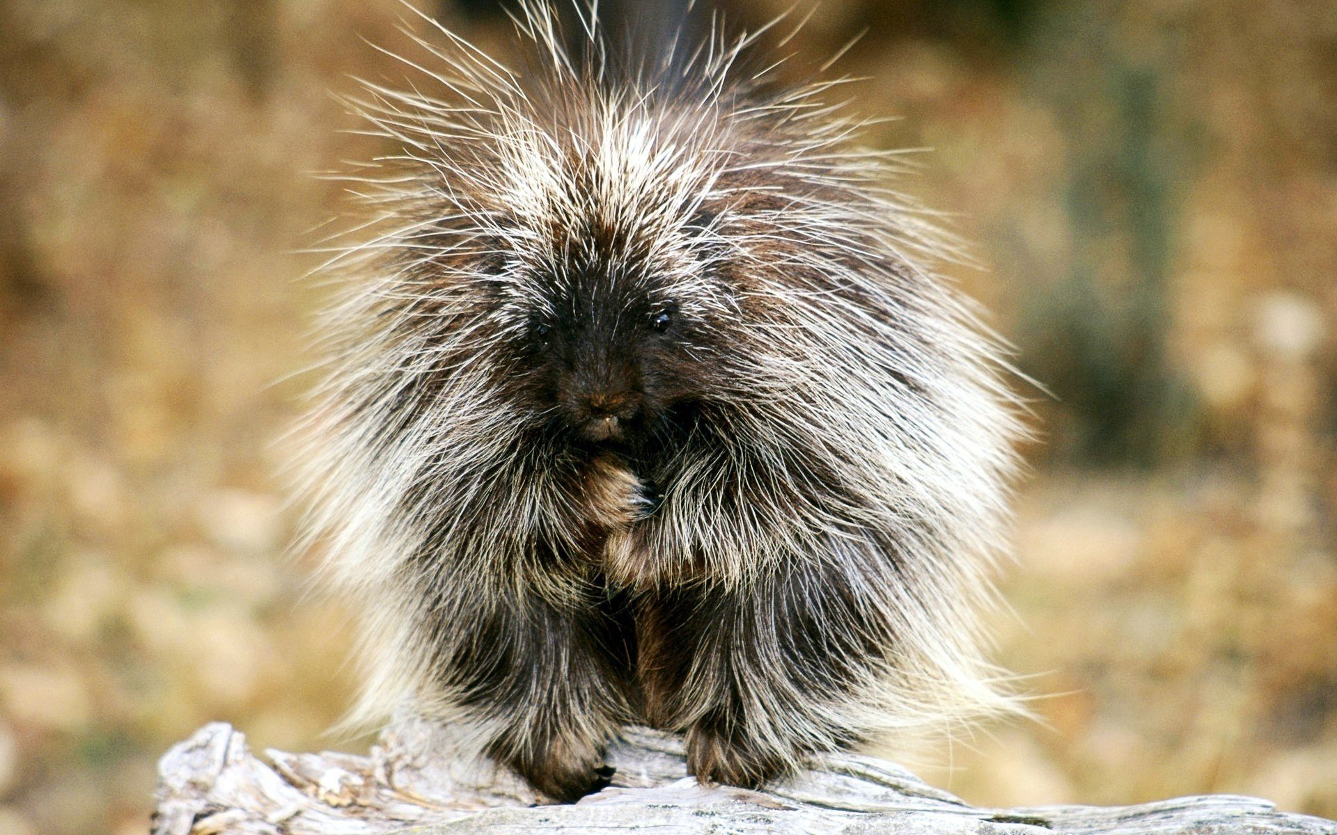 salvaje animal peludo criatura linda agujas cara piedra