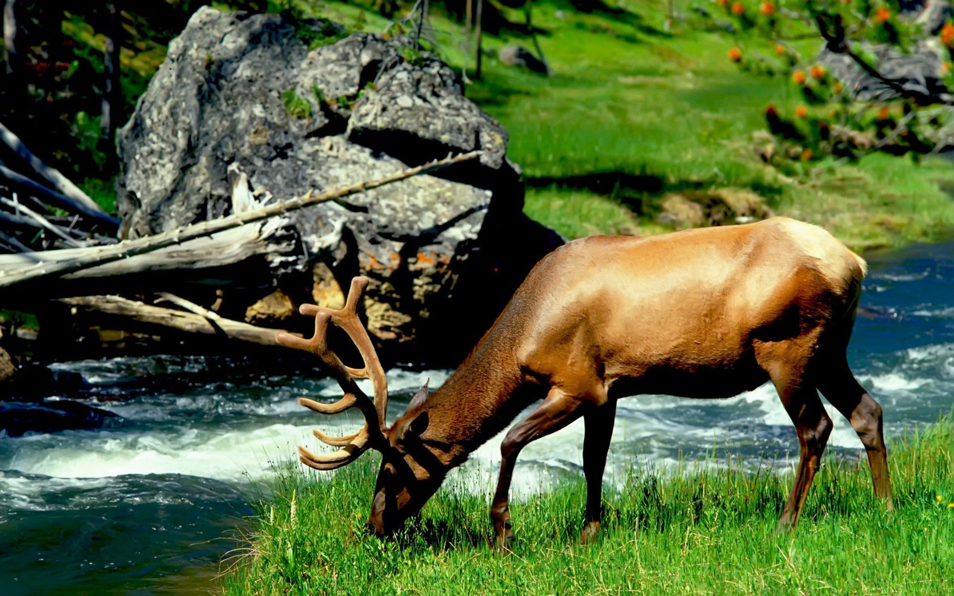 faune elk éclat cornes ongulés terre herbe paysage eau courant rivière pierres