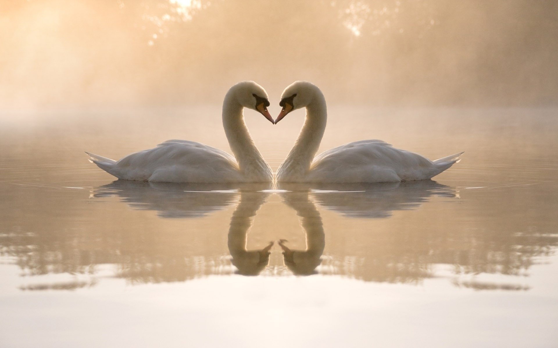 cigni cuore lago riflessione amore uccelli acqua nebbia sentimenti foresta alberi uccelli