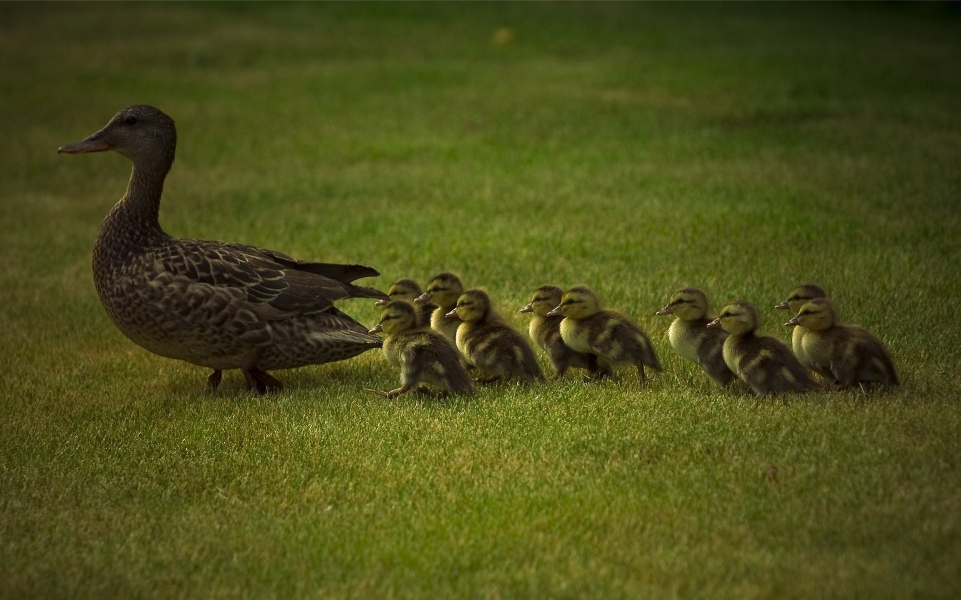 mutter und kleinkinder enten grünes gras kindheit familie vögel gefiedert