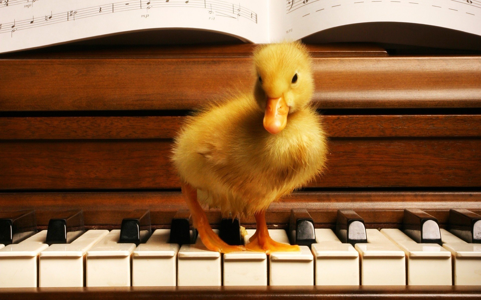 patito amarillo bebé teclas pájaros música plumas