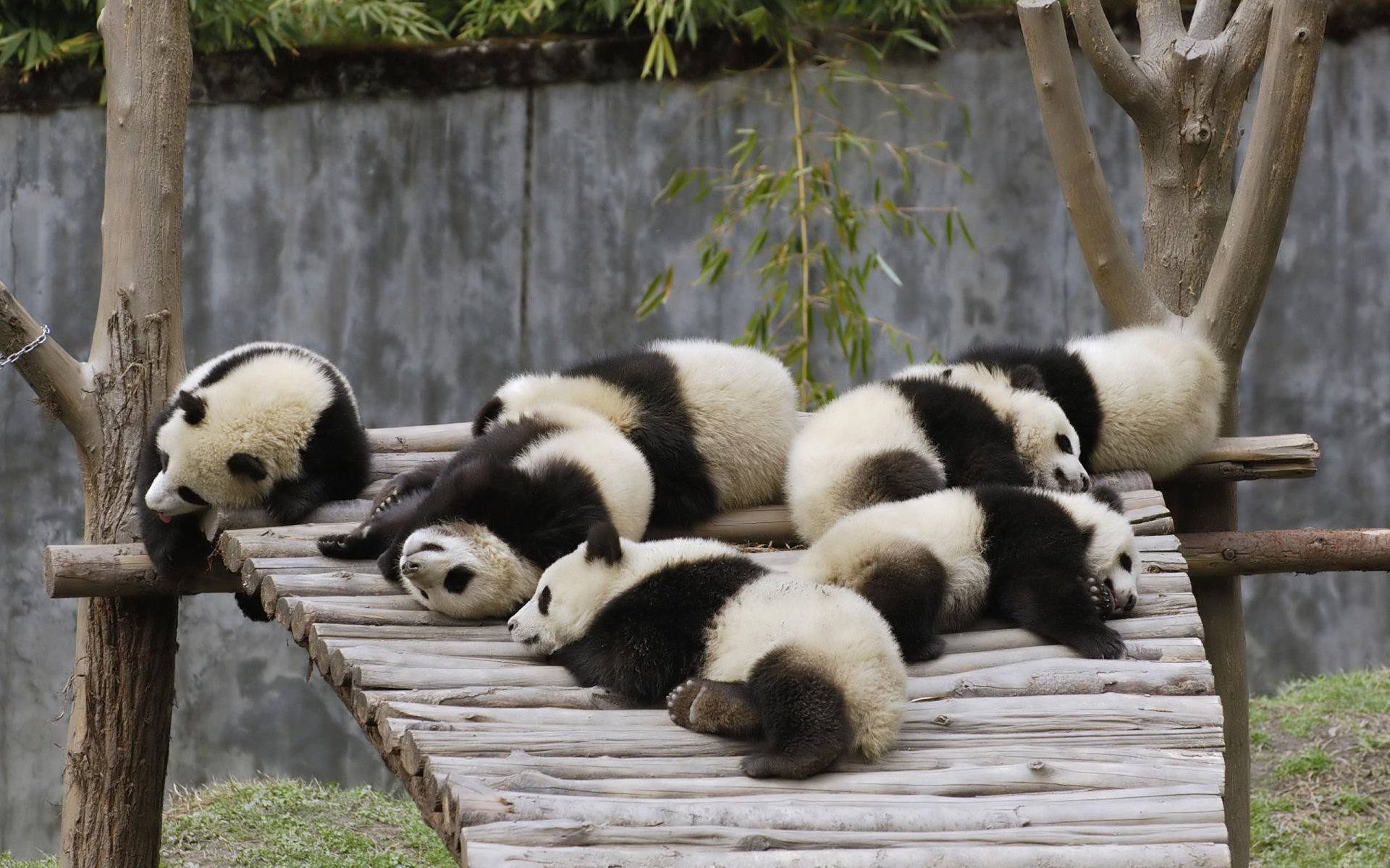 bärenbestand pandas steg kleinkinder baum bären