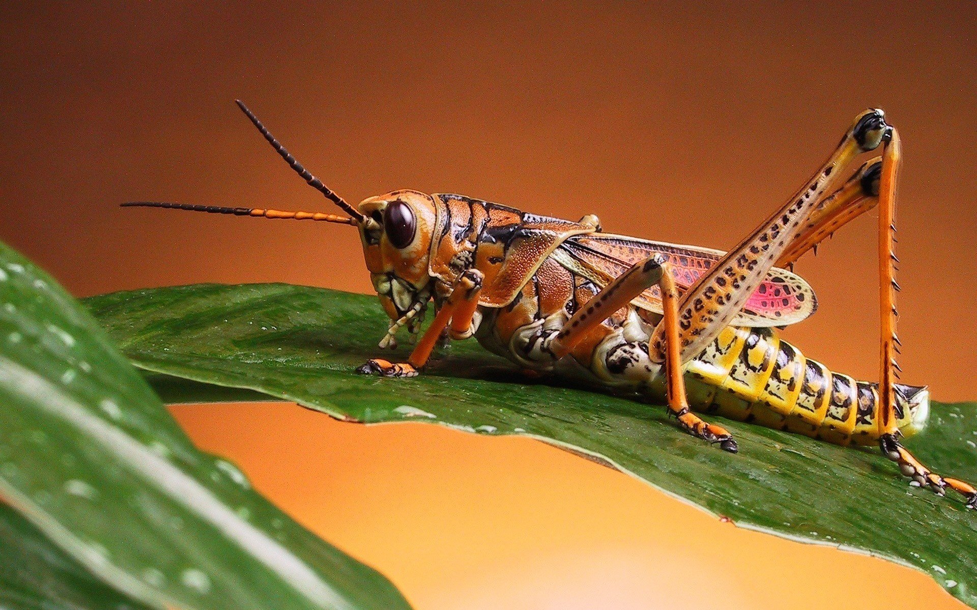 sauterelle couleur brune feuille verte insectes