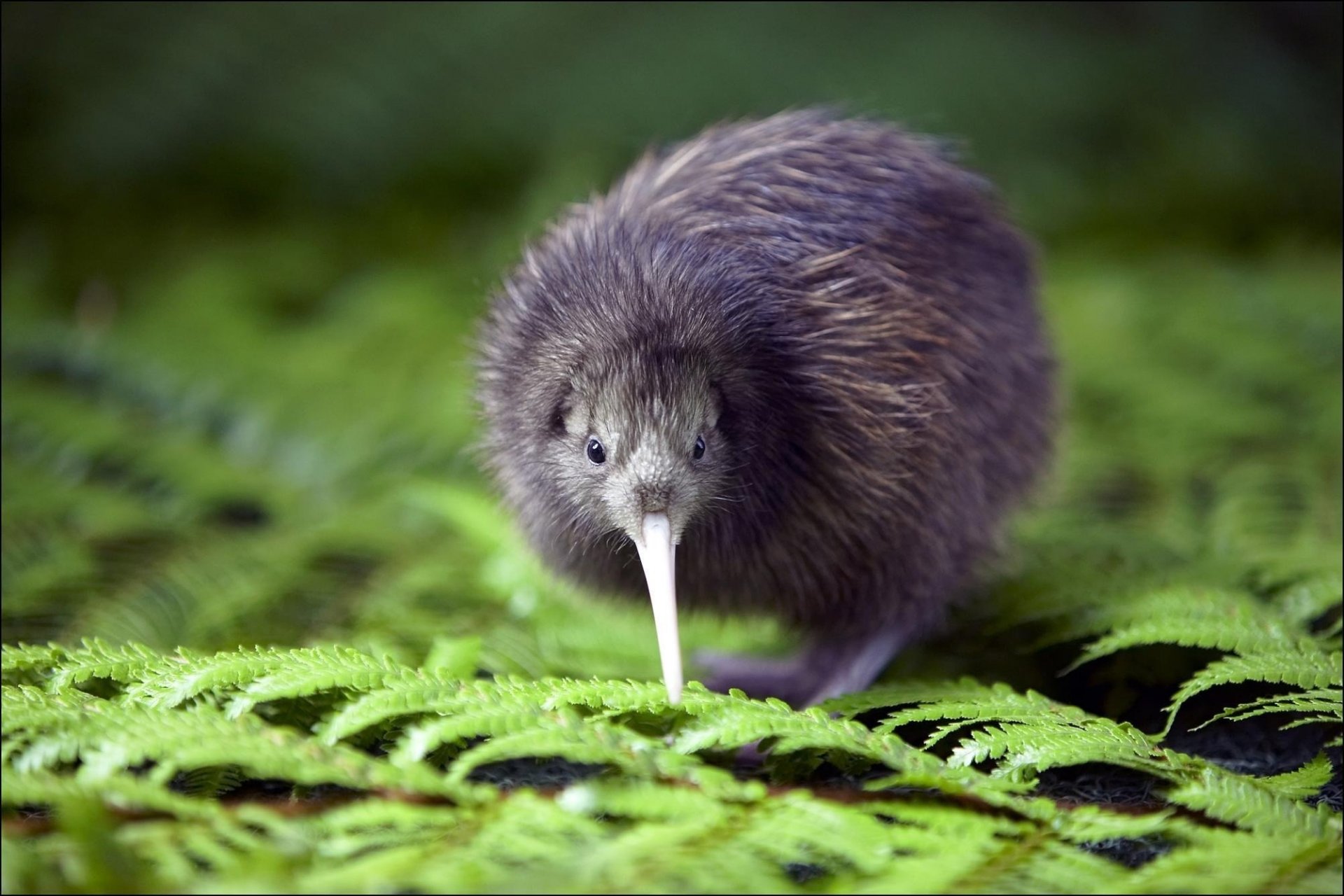 langer schnabel vogel flaum blätter kiwi