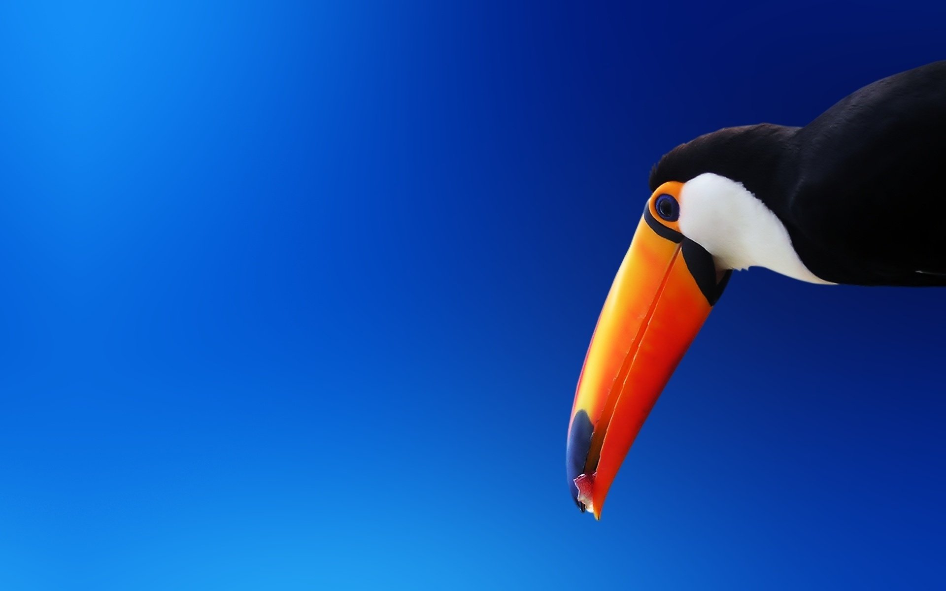 bec orange toucan oiseau bleu à plumes