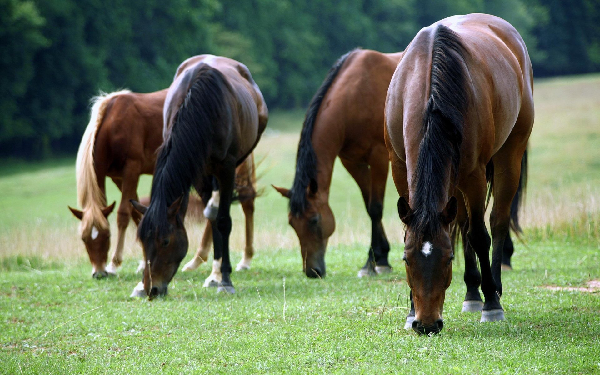 nourriture chevaux brun herbe ongulés terre crinière forêt clairière arbres