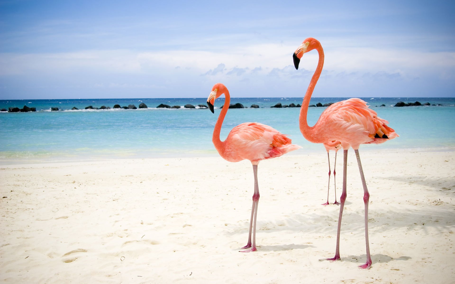 flamingos beach sea beauties birds bird