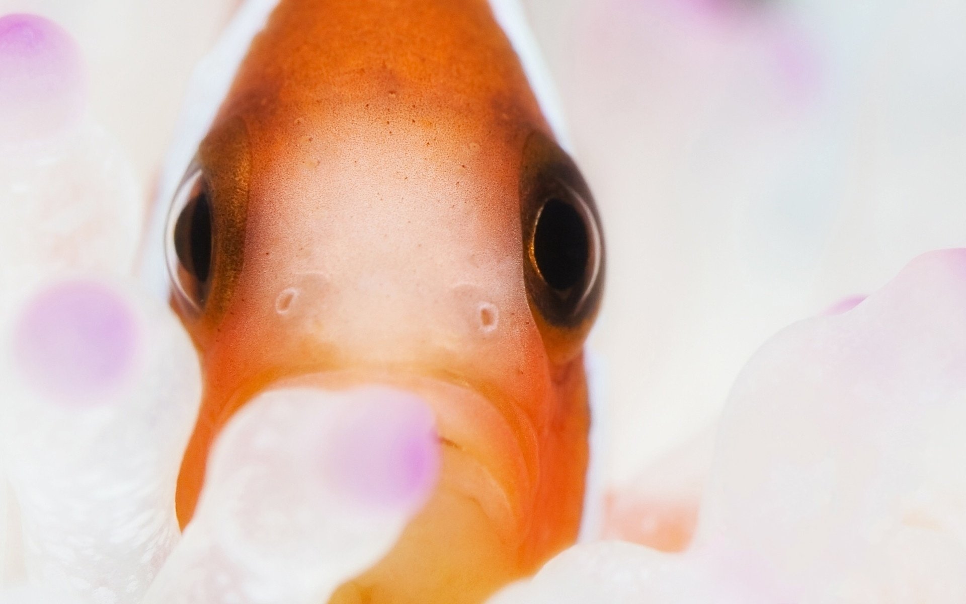 color black eyes samiska macro fish waterfowl look eyes aquarium goldfish underwater world